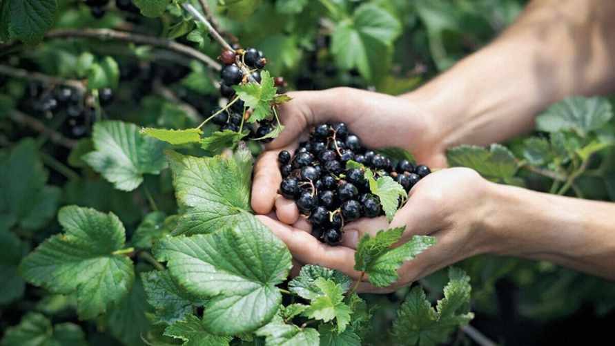 Фото иллюстрационное