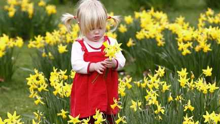 Сделайте с нарциссами это — и они будут цвести гораздо дольше. А как подкормить банановой кожурой?