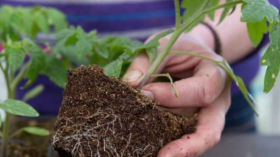 Фото иллюстрационное