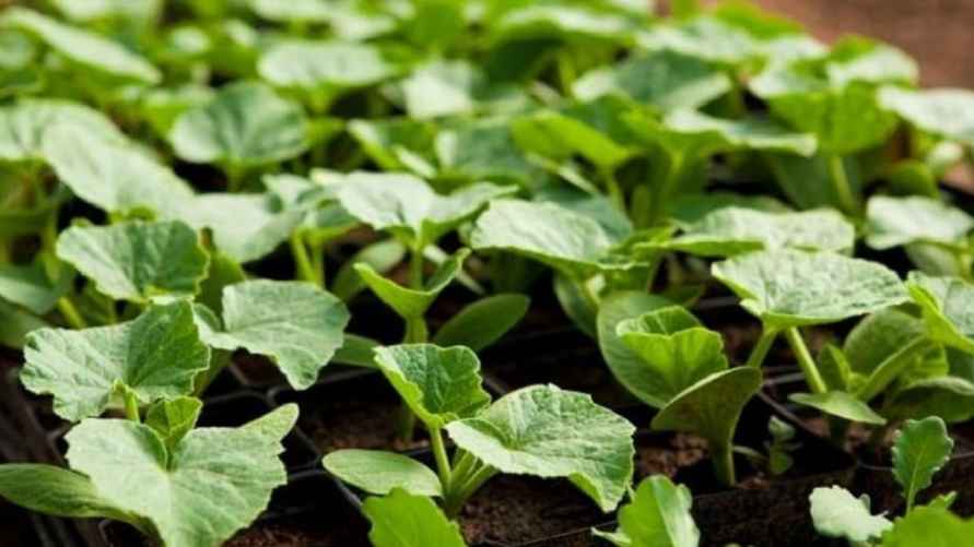 Фото иллюстрационное