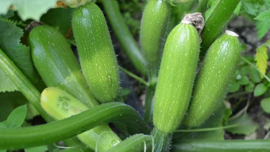 Фото иллюстрационное