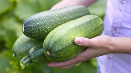 Когда и как белорусам сеять кабачки? Вот 7 культур, которые нельзя выращивать рядом
