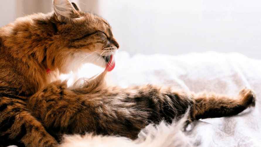 Фото иллюстрационное