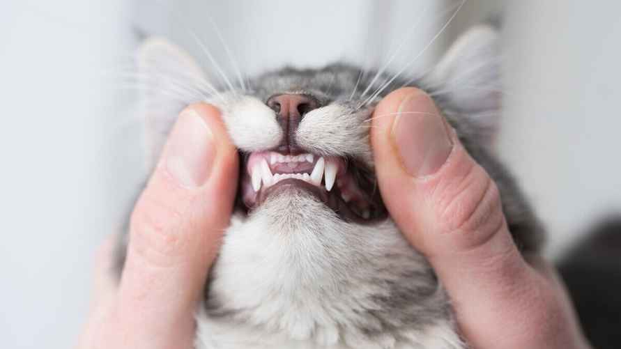 Фото иллюстрационное