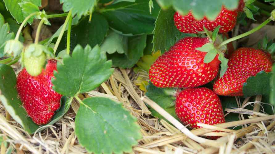 Фото иллюстрационное