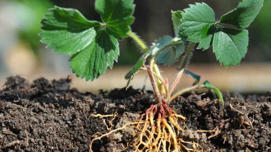 Фото иллюстрационное