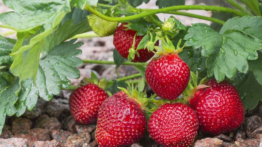 Фото иллюстрационное