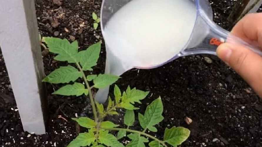 Фото иллюстрационное