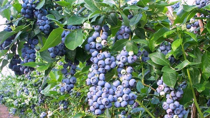 Голубика BlueCrop/Фото иллюстрационное