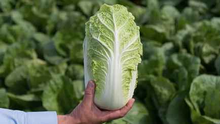 Можно ли есть пекинскую капусту с чёрными точками? Их вызывают 2 причины