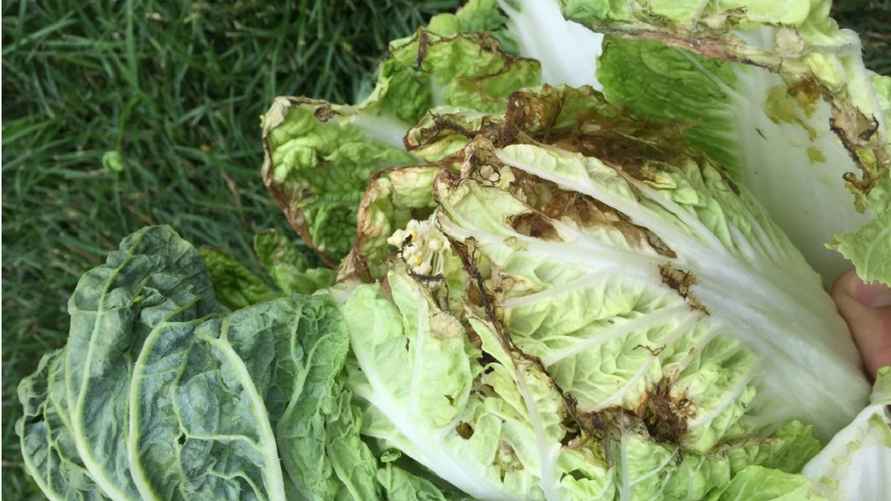 Фото иллюстрационное