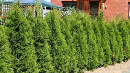 Эти 2 весенние подкормки заставят туи расти как сорняки. Как приготовить за 0 копеек?