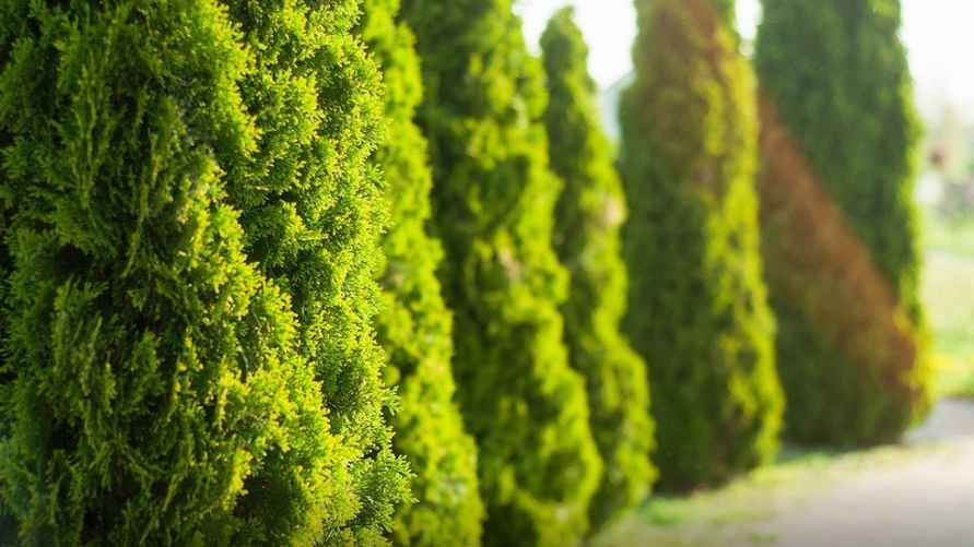 Фото иллюстрационное