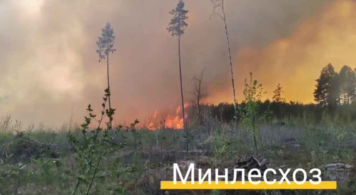 В Беларуси разбушевались лесные пожары. Ведомства показали тушение трёх самых крупных