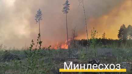 В Беларуси разбушевались лесные пожары. Ведомства показали тушение трёх самых крупных