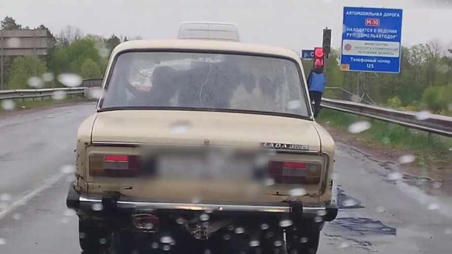 Под Гомелем белорус перевозил корову в салоне «Жигулей». За что получил «пачку административок»?