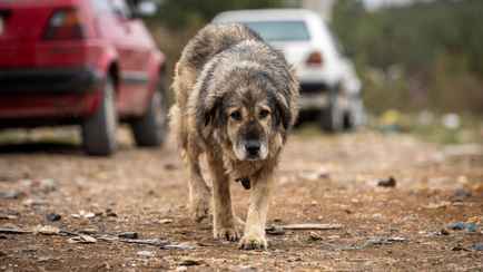 «Проще и гуманнее» — Почему питомцев выгоняют на улицу чаще обеспеченные белорусы? Поговорили с зоозащитниками, нужна ли регистрация