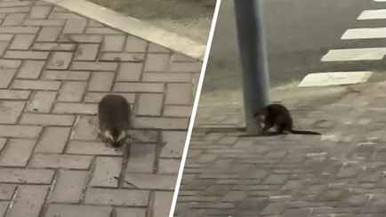 «Нападают без предупреждения» — В «Минск-Мире» заметили бобра. Или ондатру?