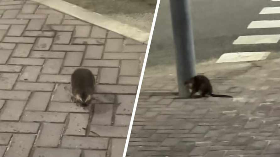 "Нападают без предупреждения" - В "Минск-Мире" заметили бобра. Или ондатру?