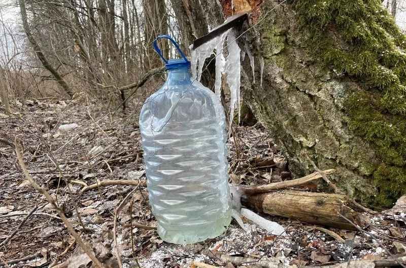 Белорусы показали, как добывают «берёзовый лёд» из-за апрельских погодных аномалий