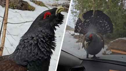«Хватит, не надо» — На Витебщине глухарь «атаковал» машину