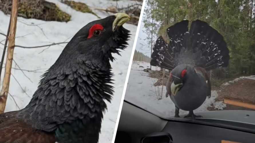 "Хватит, не надо" - На Витебщине глухарь "атаковал" машину