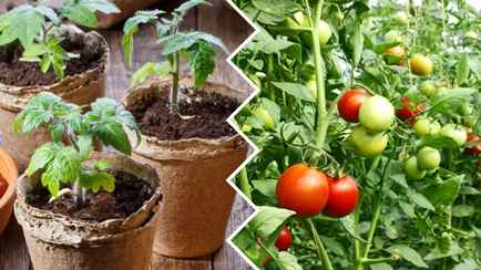 Это лекарство из аптеки закалит рассаду томатов и защитит от стресса. Как использовать?