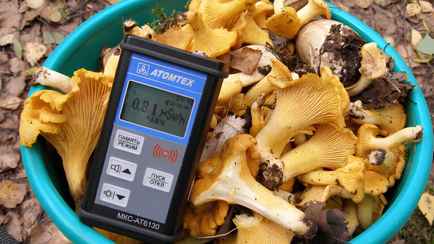 Когда белорусы обязаны проверять на радиацию грибы и ягоды даже вне загрязненных зон? В Госатомнадзоре объяснили