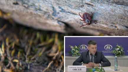 Обрабатывают ли белорусские леса от клещей? В Минлесхозе рассказали, как обезопасить себя от «опасных организмов»