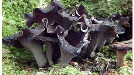 Штраф – до 1260 рублей. Этот «завирусившийся» гриб теперь нельзя собирать в Беларуси