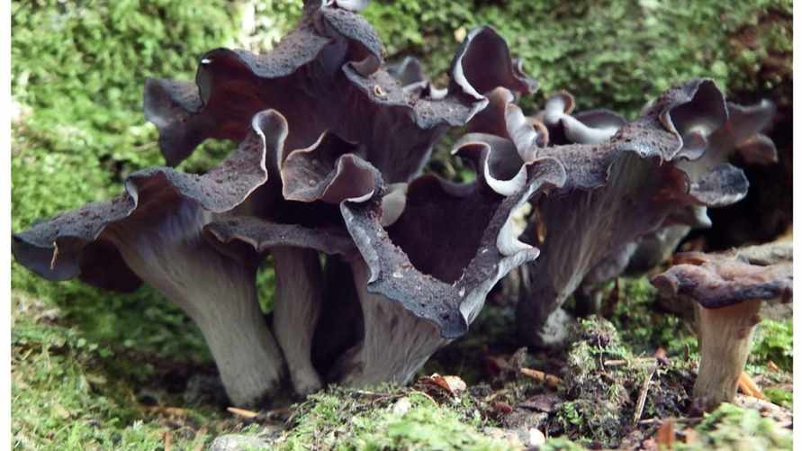 Штраф – до 1260 рублей. Этот "завирусившийся" гриб теперь нельзя собирать в Беларуси