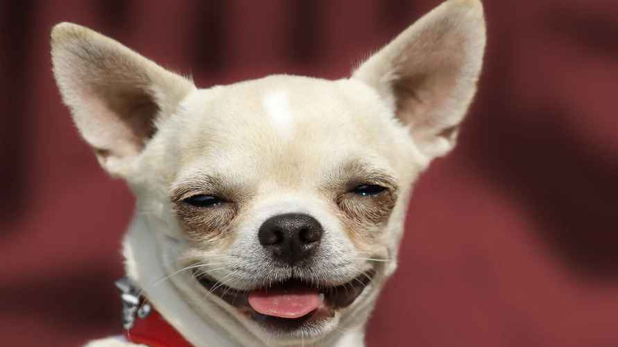 Чихуахуа, фото иллюстрационное