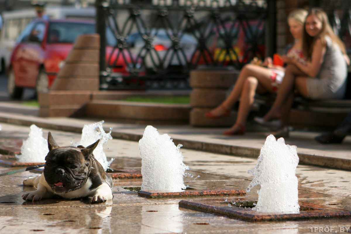 Фото иллюстративное: 1prof.by