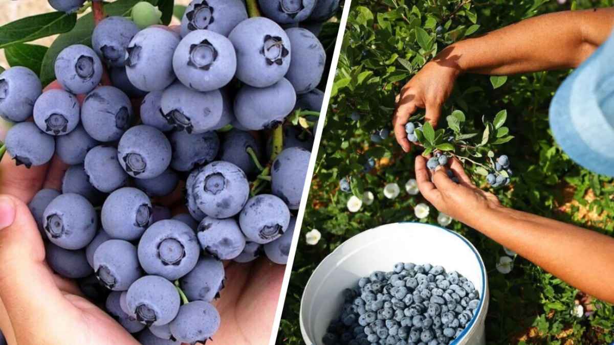 Эти сорта голубики стоит посадить белорусам. Какая даёт до 9 кг с куста, а какая слаще мёда?