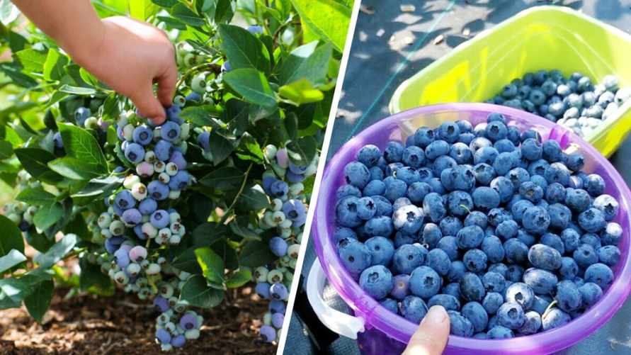 Начните поливать голубику в апреле этим раствором. Ягоды будете собирать вёдрами