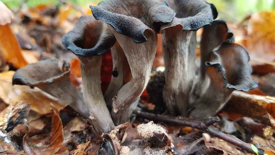 На фото - Craterellus cornucopioides