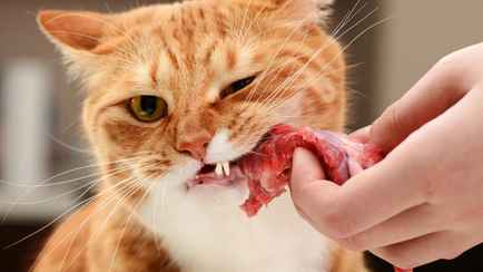 Можно ли кошкам и собакам сырые рыбу и мясо? Ветеринар объяснила, зачем включать в рацион потроха