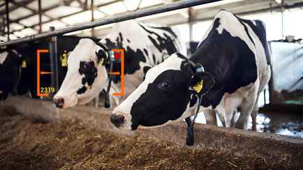 Власти Минщины объяснили, зачем хотят внедрить ИИ в коровниках