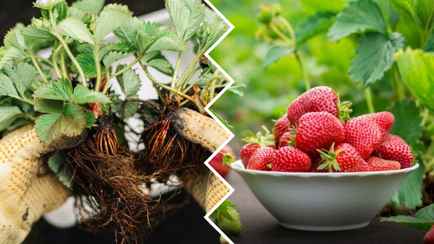 Когда белорусам сажать клубнику весной? Сделайте так — и получите обильный урожай