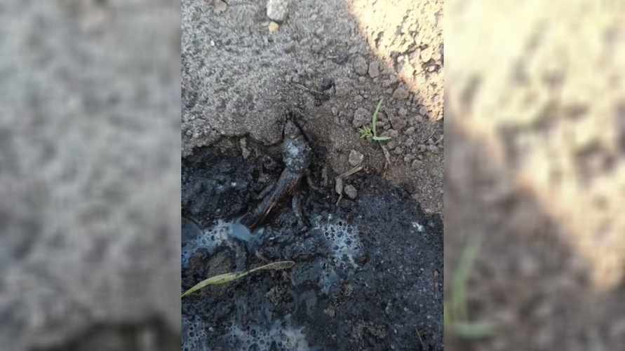 "Зрелище не для слабонервных" - Белоруска показала, как "чумеет" медведка от этого раствора. Подписчики раскрыли свои лайфхаки