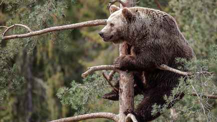 Совмин определился со стоимостью разрешений на охоту на медведя и рысь в Беларуси