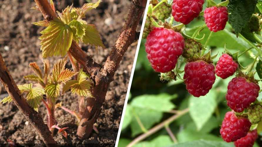 Фото иллюстрационное