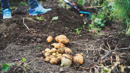 В Европе забили тревогу из-за польской картошки. Какую опасную болезнь обнаружили?