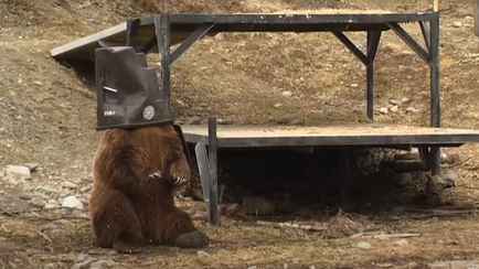 В зоопарке на Аляске показали, как тестируют мусорные баки с защитой от медведей