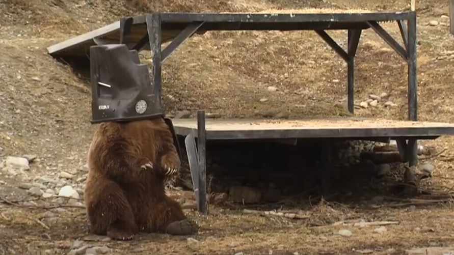 Скриншот видео