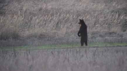 «Красавец побежал!» — Под Крупками сняли на видео охоту медведя на косулю