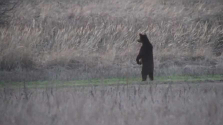 Скриншот видео