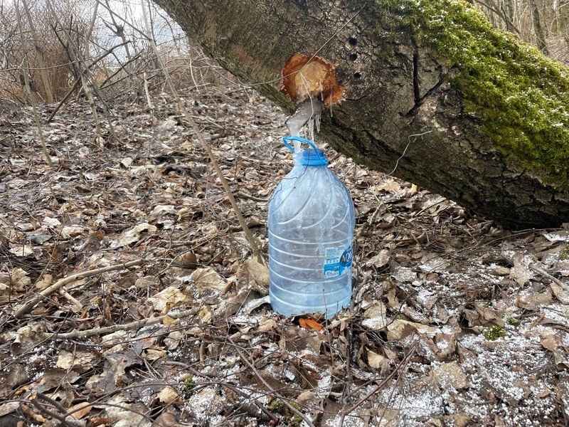 Белорусы показали, как добывают «берёзовый лёд» из-за апрельских погодных аномалий