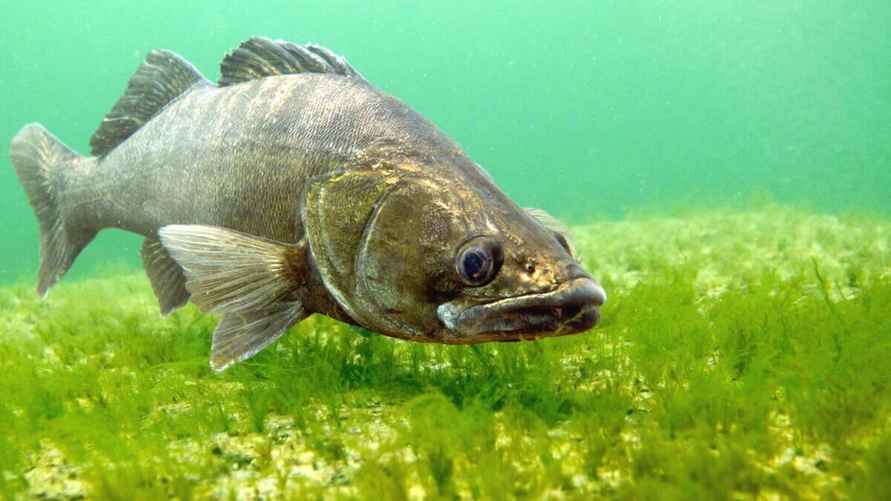 Так выглядит судак