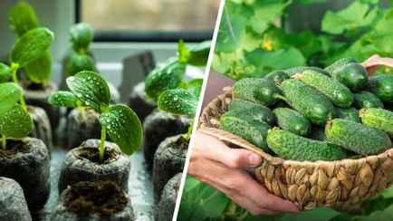 Когда белорусам сажать огурцы на рассаду, чтобы получить урожай уже в начале лета? Важно соблюдать 4 правила опытных огородников